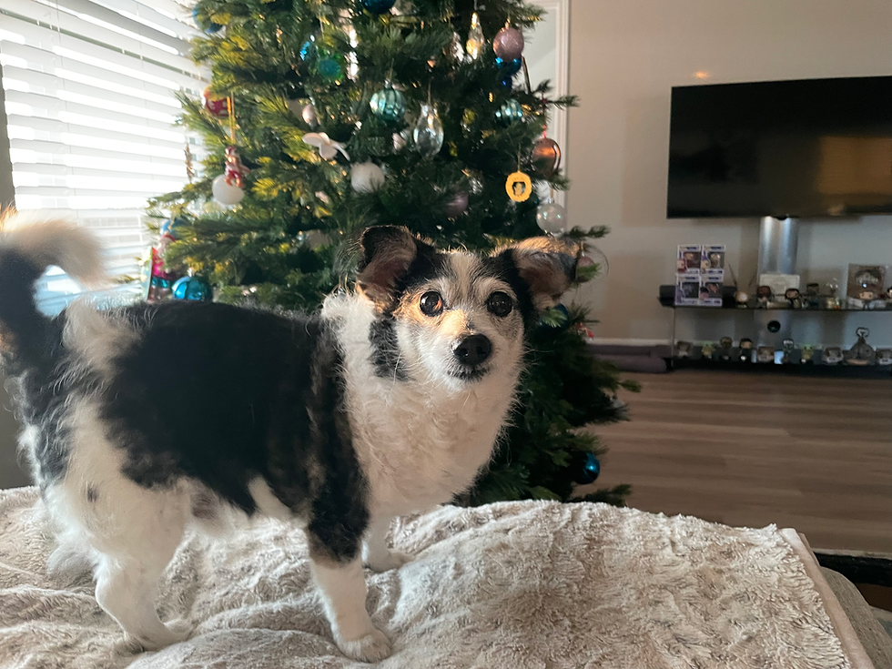 A black and white terrier mix dog is standing in front of a Christmas tree.