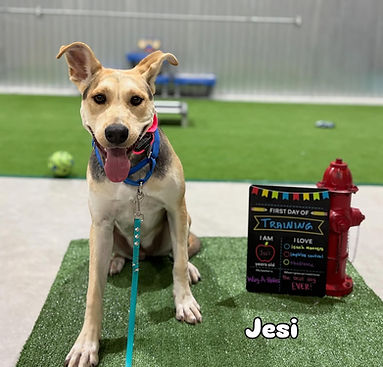 Wag-a-holics tan .jpg