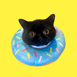 Black Persian cat face in a blue donut against a bright yellow background
