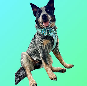 Australian blue heeler against a turquoise background