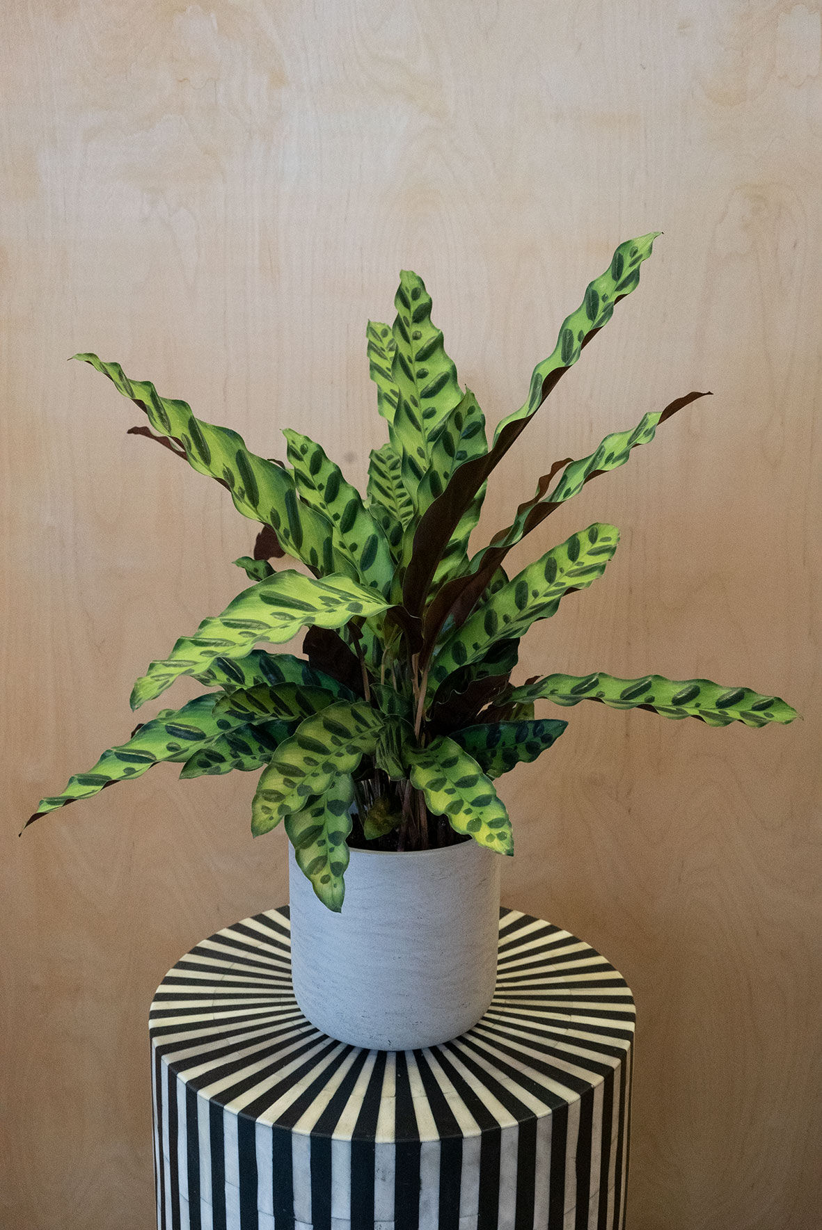 Calathea Lancifolia