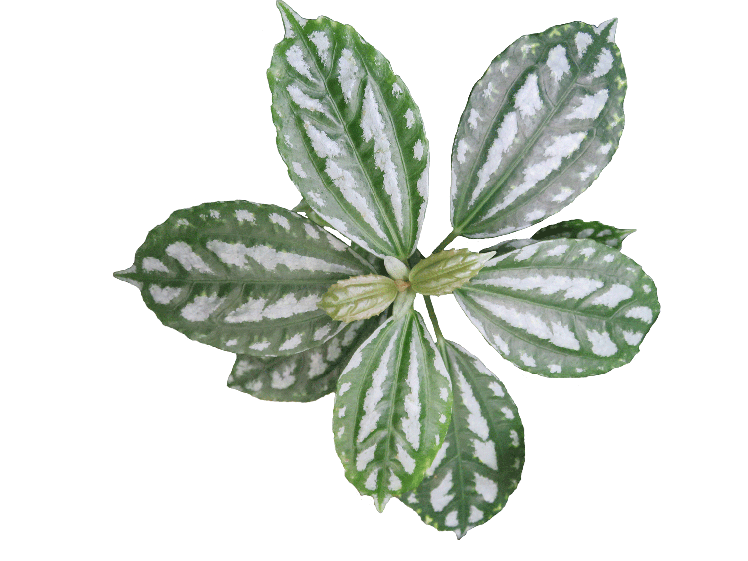 Pilea-cadierie.gif