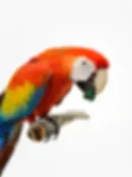 Jewelry photography.webp