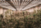 AdobeStock_595454299.jpeg