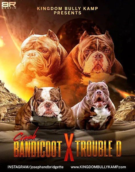 Home Kingdom Bully Kamp Welding diy homemade make dog cage bottom stand rack dog cage repair. home kingdom bully kamp