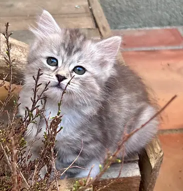 Un bouton parmi la bruyère: Bloom chaton sibérien disponible