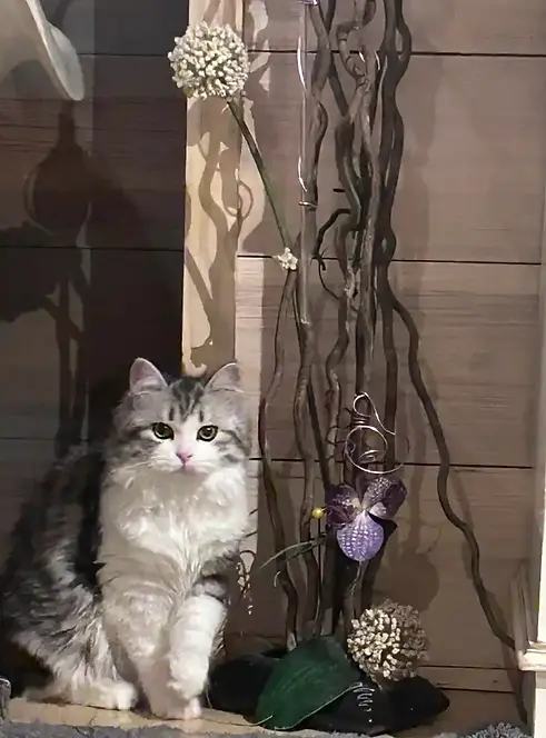 Sari 5 mois