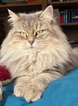 Charm chatte sibérien bleu