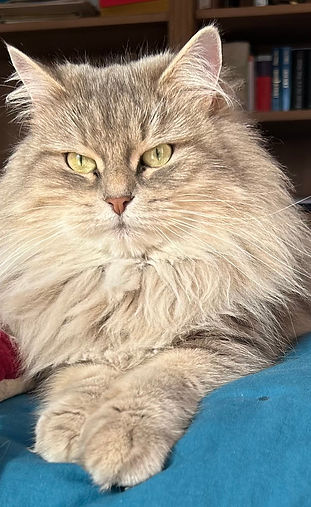 CHARM Blue siberian lady