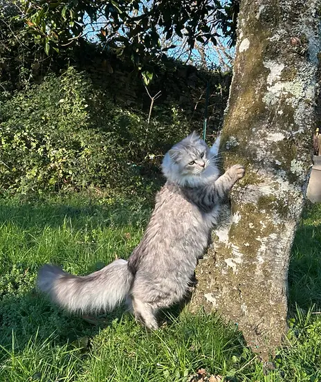 Siberian Express cattery cat Occitanie France