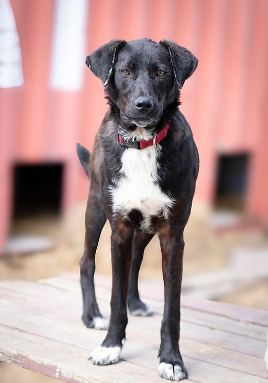 Paws N Tails Photography-60_websize (1).jpg