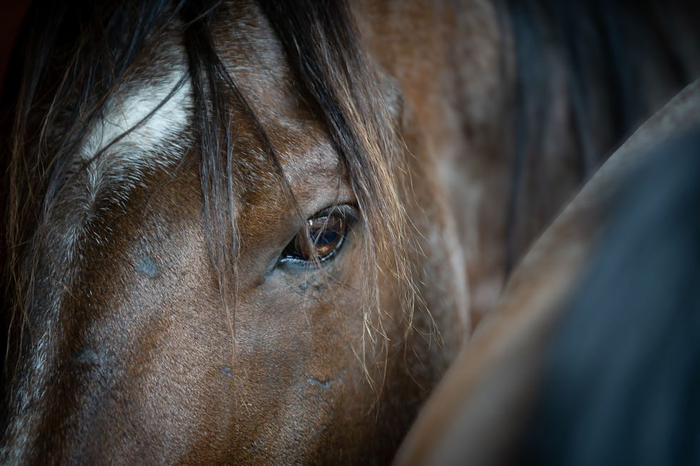 69 Where Whispers Begin.jpg