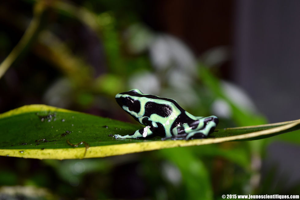 Dendrobates auratus "verte"