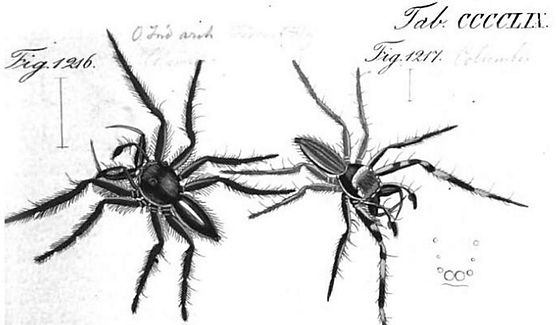 Figure 5 : mâle Hyllus giganteus (Fig. 1216)