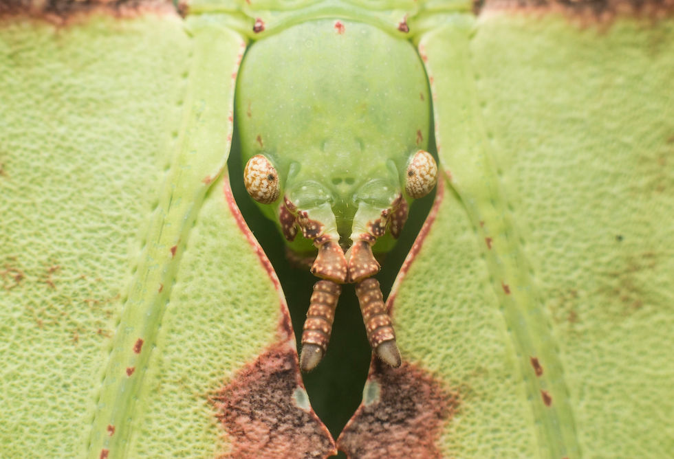 Phyllium giganteum