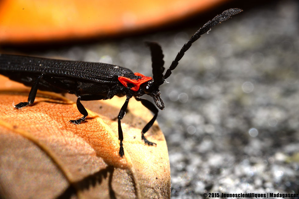 Coleoptera