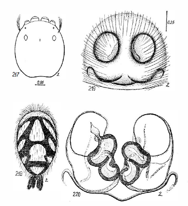 Figure 4 : schéma d'une femelle Hyllus diardi par Marek Żabka