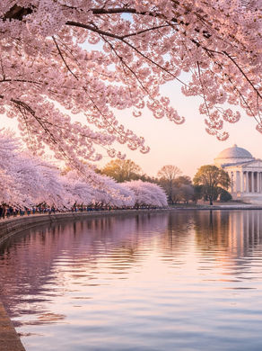 Cherry Blossom Season in the DMV with Kids: What Families Need to Know