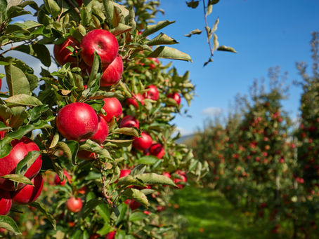 🍏 The Ultimate Family Guide to Apple Orchards Near the DMV