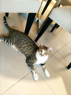 Catsitter Dubai Petsitting