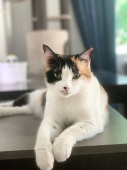 Catsitting Al Furjan Dubai.jpeg