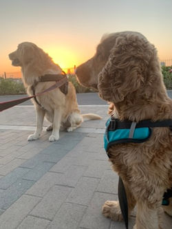 Dog walking - Pet Sitting Hayat Townhous