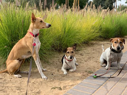 Poppy - Lazy and Jack - daily dogwalks A