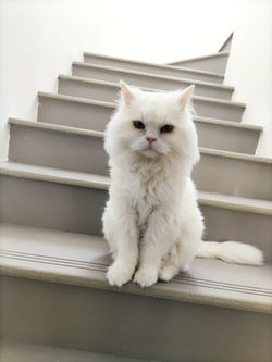 Cat sitter Town Square