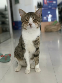 Cat sitting Cayan Tower