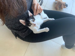 Catsitting Business Bay - Little one