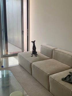 Pino Pet Sitting Down Town Dubai