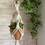 Thumbnail: Mini Macramé Plant Hanger
