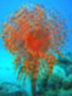 Spirografo