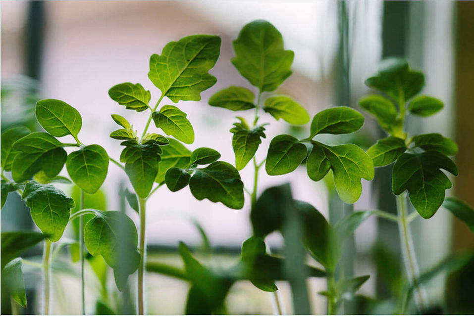 Close-up-of-young-plants.jpg