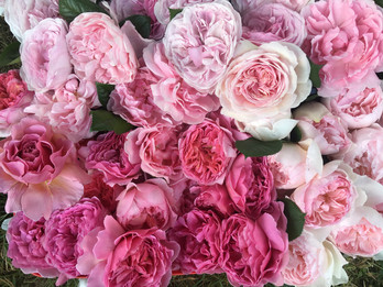 Pretty pinks