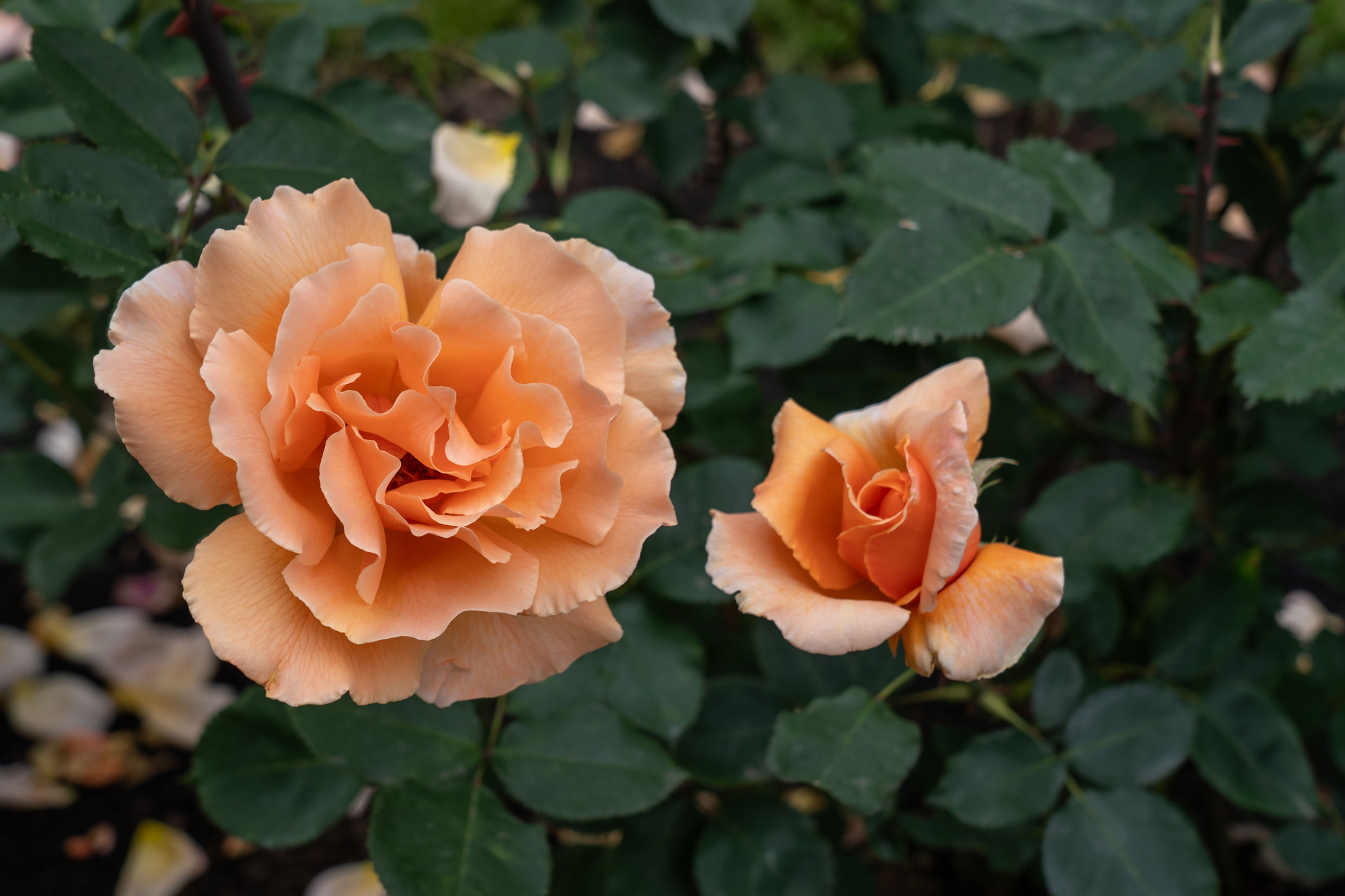Rosa 'Just Joey' (Hybrid Tea)