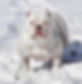 f5c57a1020aea5bd7d8b67a921025c4d 2.JPEG