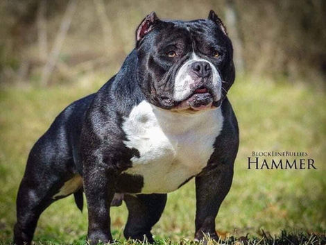 BlockLine Bullies Hammer: $3000; $500 to lock in