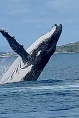 Riptide Whale watching Whitsunday's