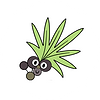 Ingredient_Saw_palmetto.png_v=1764849475.png