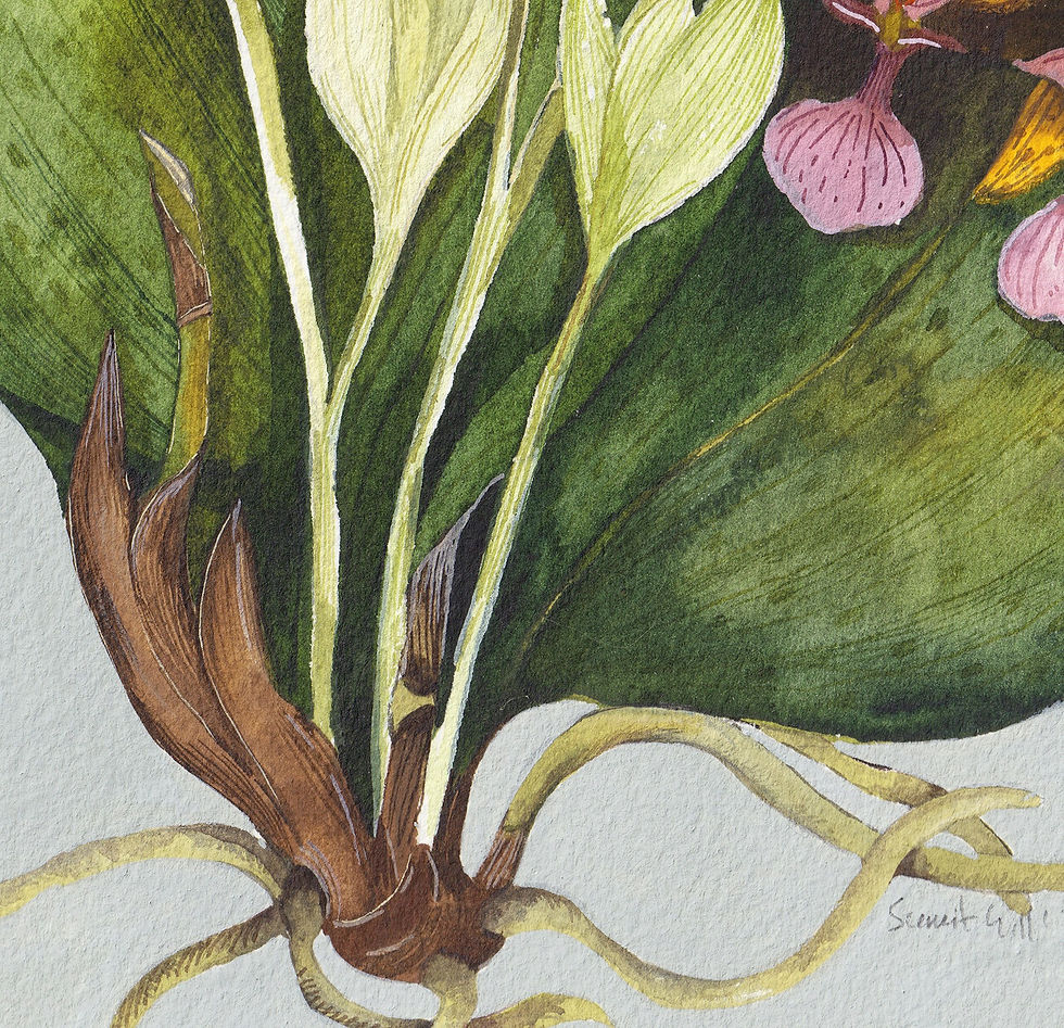 Thumbnail: Yellow Orchids