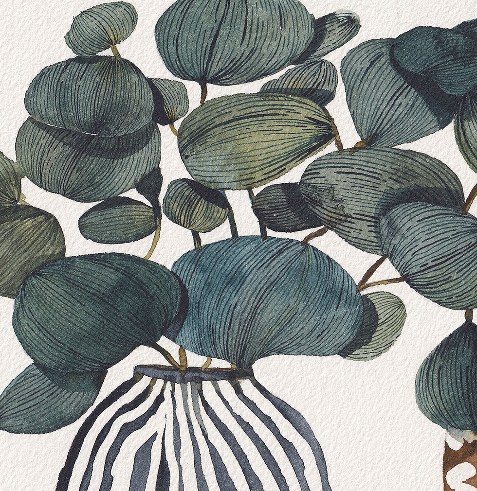Thumbnail: Eucalyptus in a pot