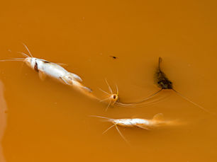 julgamento crime samarco