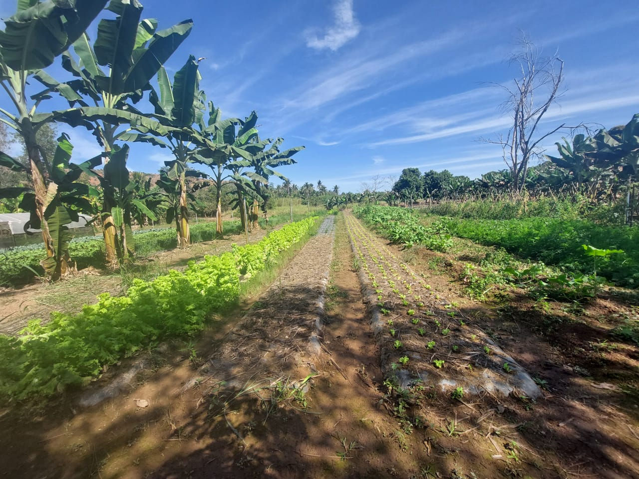 Visita aos Ilheiros e Ilheiras