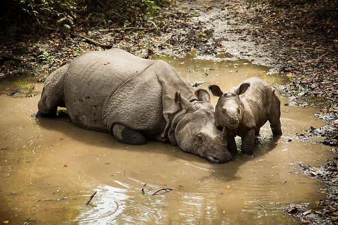 Parque Nacional Chitwan, Nepal, Descubre Sin Limites