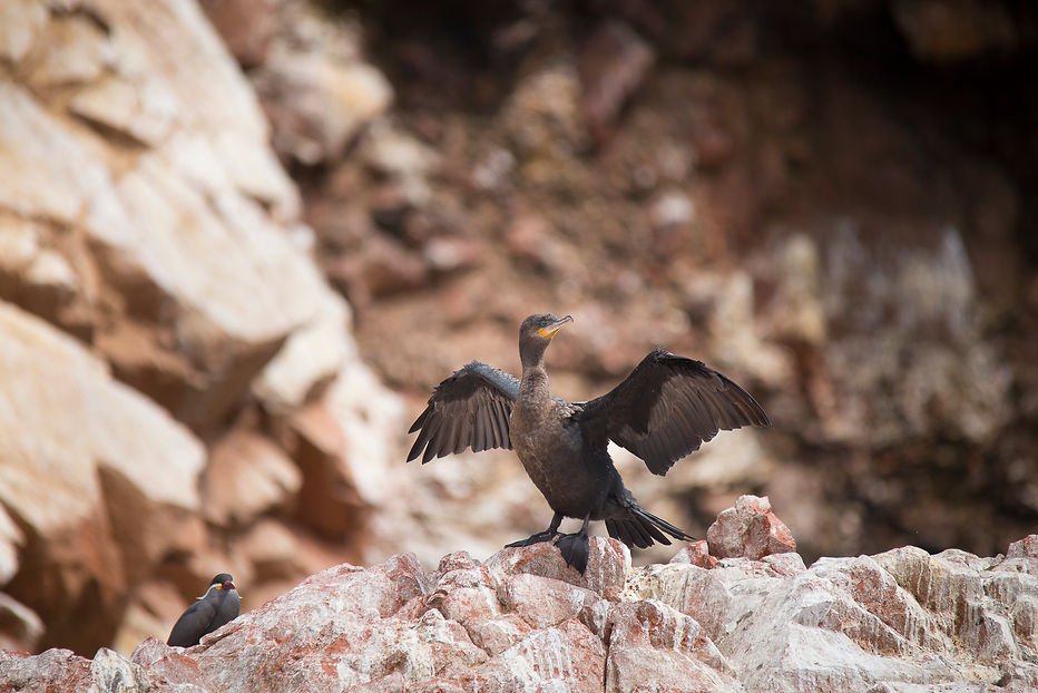 Cormorán Negro, Islas Ballestas