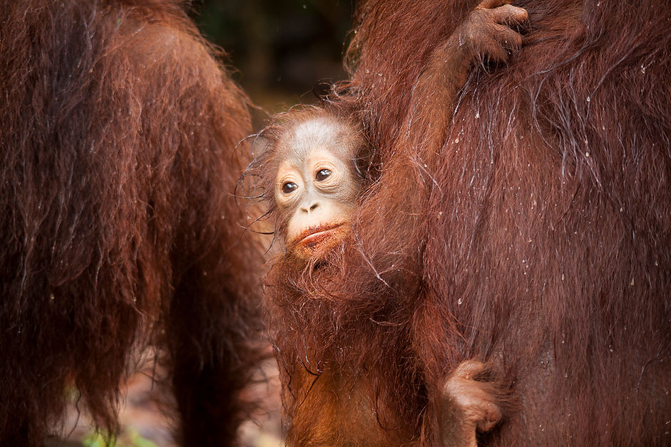 Que ver en Borneo, Indonesia, Descubre Sin Limites