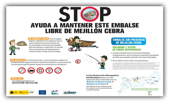 Mejillón cebra