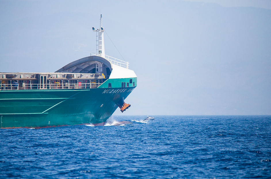 Avistamiento de delfines, Tarifa
