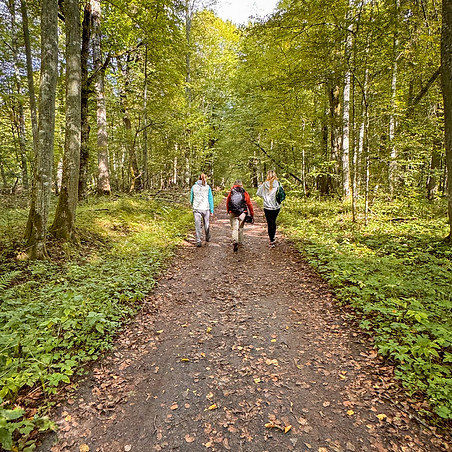 Parque Nacional de Białowieża, ver bisontes en Polonia, Descubre Sin Limites